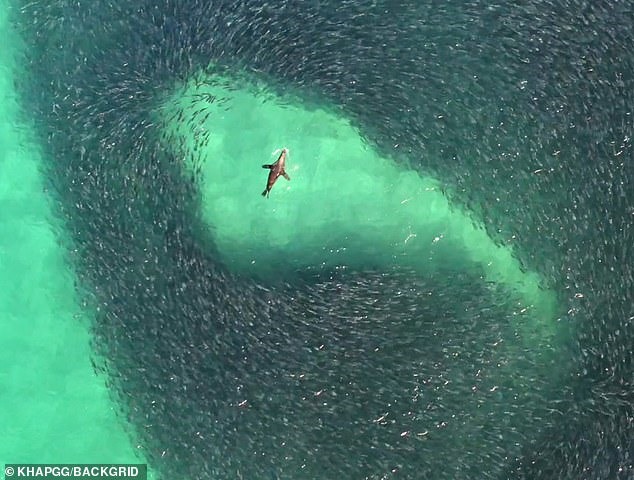 Con sư tử biển tinh nghịch chơi đùa, bơi giữa đàn cá khổng lồ. Ảnh: Daily Mail