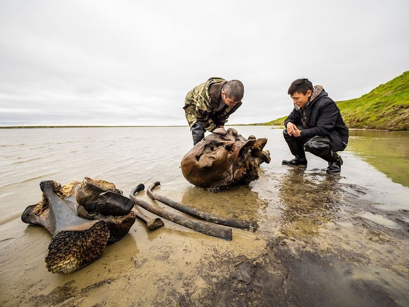 Những mảnh xương thu thập được của voi ma mút ở Siberia. Ảnh: AP.