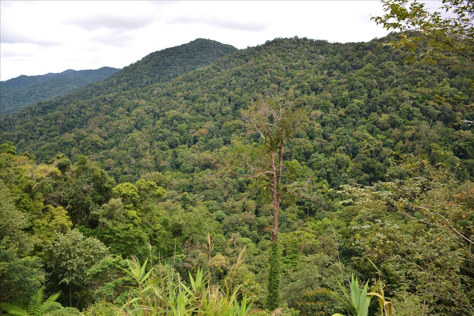 Một góc rừng sâu Kon Plông, nơi có độ cao từ 1.500 đến 2.000m so với mực nước biển