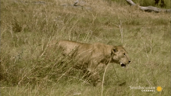 Sư tử tập tễnh bước đi sau khi suýt chết hụt bởi những cú húc của trâu rừng Châu Phi. Ảnh: Smithsonian Channel.