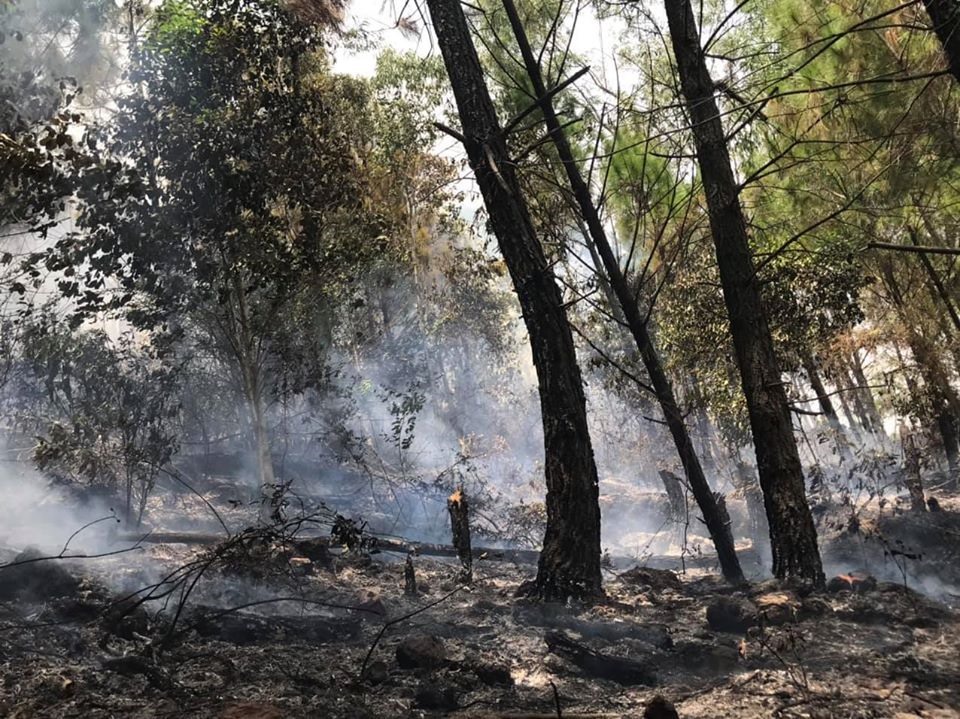 Ước tính thiệt hại ban đầu khoảng 2ha rừng thông lâu năm đã bị cháy. Ảnh: Lê Thạch