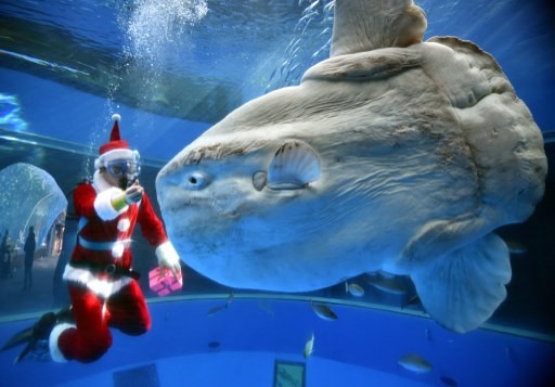 Hình ảnh con cá mặt trời trưởng thành khổng lồ được chụp tại một thủy cung ở Nhật Bản vào dịp Giáng sinh. Ảnh: AFP