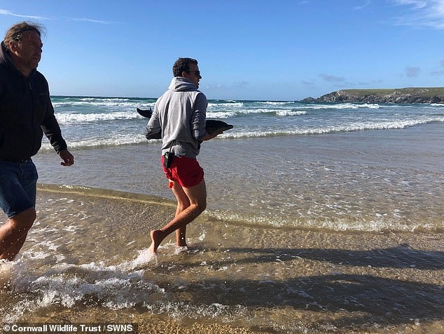 Lực lượng cứu hộ phát hiện và giải cứu cá heo con bị mắc cạn, đáng tiếc nó đã chết ngay sau đó ít lâu. Ảnh: Daily Mail