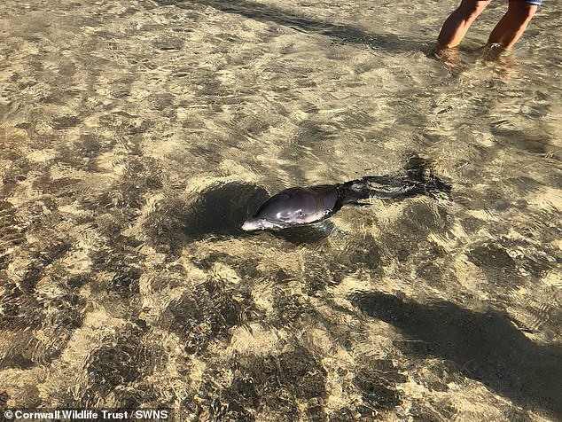 Cá heo con tội nghiệp bị mẹ bỏ rơi và mang trên mình rất nhiều vết thương đã không thể sống sót. Ảnh: Daily Mail