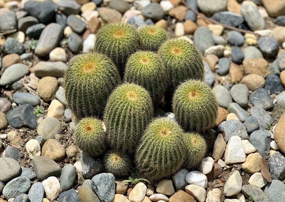 Xương rồng Echino | Cactus Echino