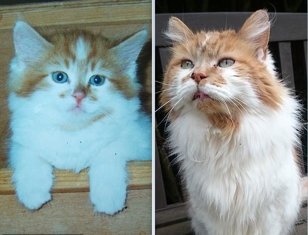 Rubble khi còn là một chú mèo con (trái) và khi 31 tuổi (phải). Ảnh: Daily Mail.
