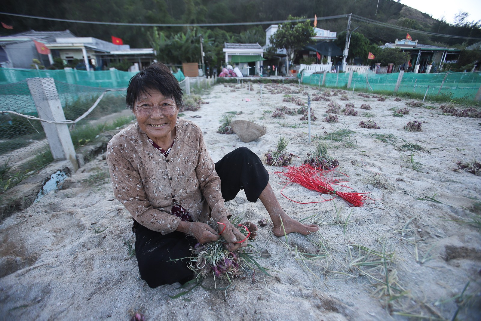 Cụ Phi đã 80 tuổi nhưng vẫn phụ con gái thu hoạch hành. Phía dưới lớp cát trắng là những củ hành tím, chỉ cần dùng tay nhổ nhẹ cũng sẽ bật lên.