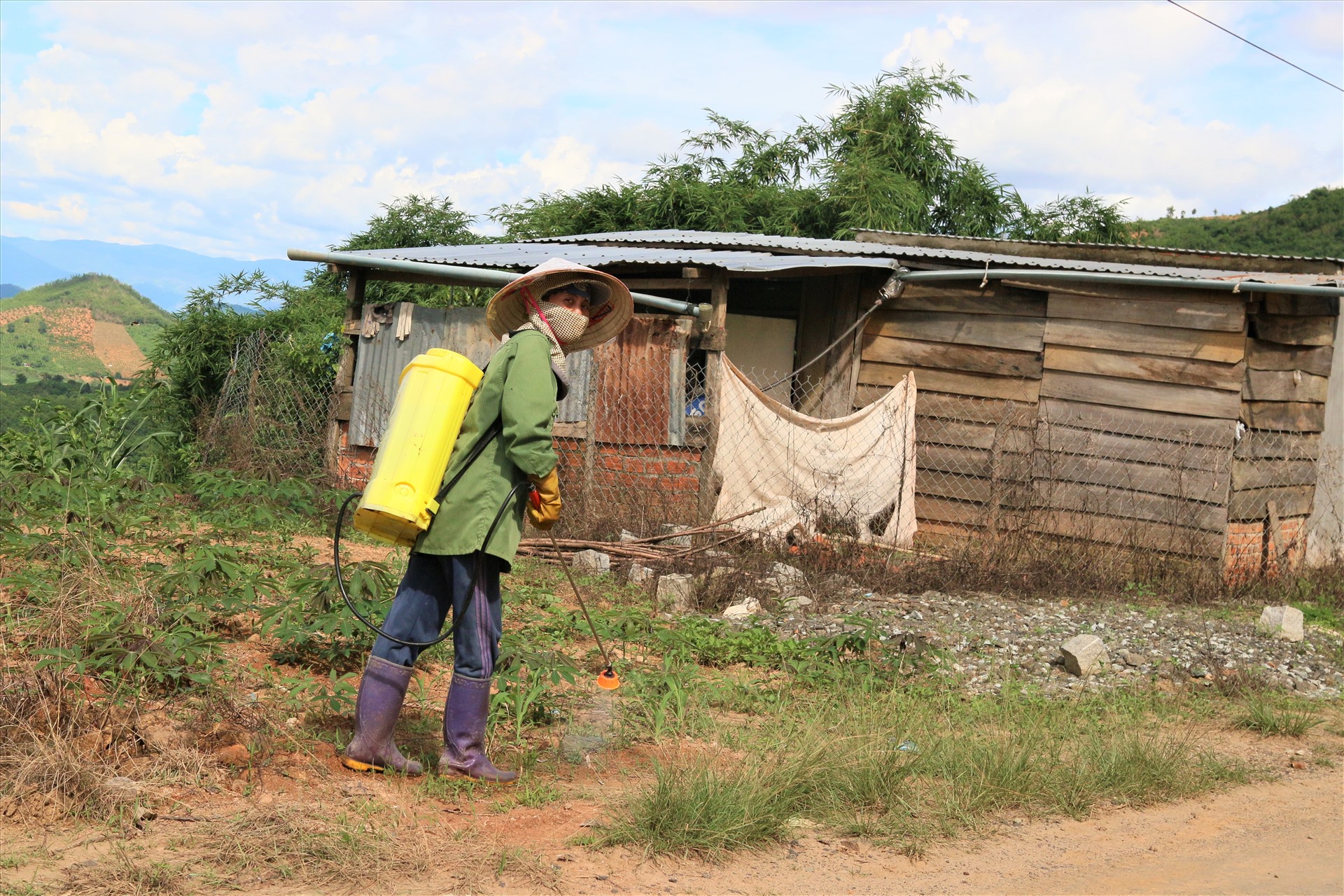 Một người phụ nữ tranh thủ thời gian phun thuốc trừ sâu cho cây trồng để kịp mùa thu hoạch. Ảnh: B.T