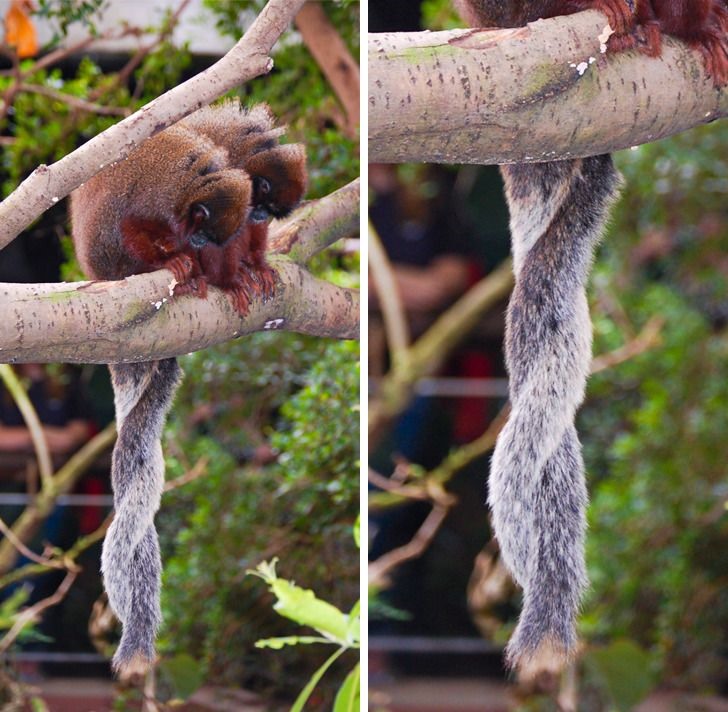 Đây là những chú khỉ đồng Nam Mỹ. Các cặp đôi thậm chí vẫn ở bên nhau sau mùa giao phối, dành những khoảnh khắc lãng mạn của họ ngồi cạnh nhau với những cái đuôi quấn lấy nhau. Ảnh: Brightside