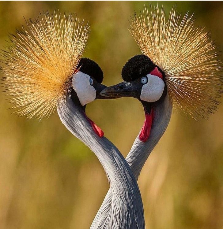 Những con chim sống ở Uganda rất coi trọng mối quan hệ của chúng. Để thể hiện cảm của mình, con đực và con cái thường nhảy với nhau trước đàn trước khi chúng rời khỏi tổ. Ảnh: Brightside