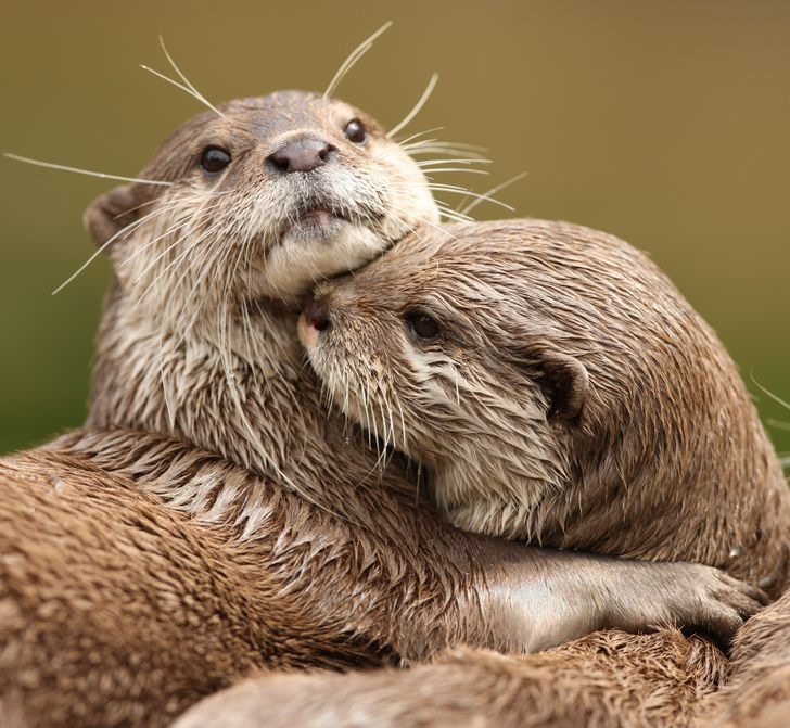 Bạn có biết động vật cũng thể hiện tình cảm bằng việc nắm tay khi ngủ? Hãy xem bức hình để khám phá tình yêu và sự đoàn kết tuyệt vời giữa các loài.