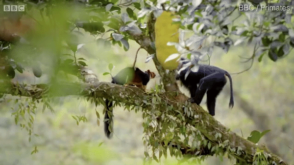 Con khỉ đuôi dài láu cá lợi dụng sóc lớn Malabar để tìm ra quả mít chín rồi tìm cách đuổi nó đi để độc chiếm. Ảnh: BBC