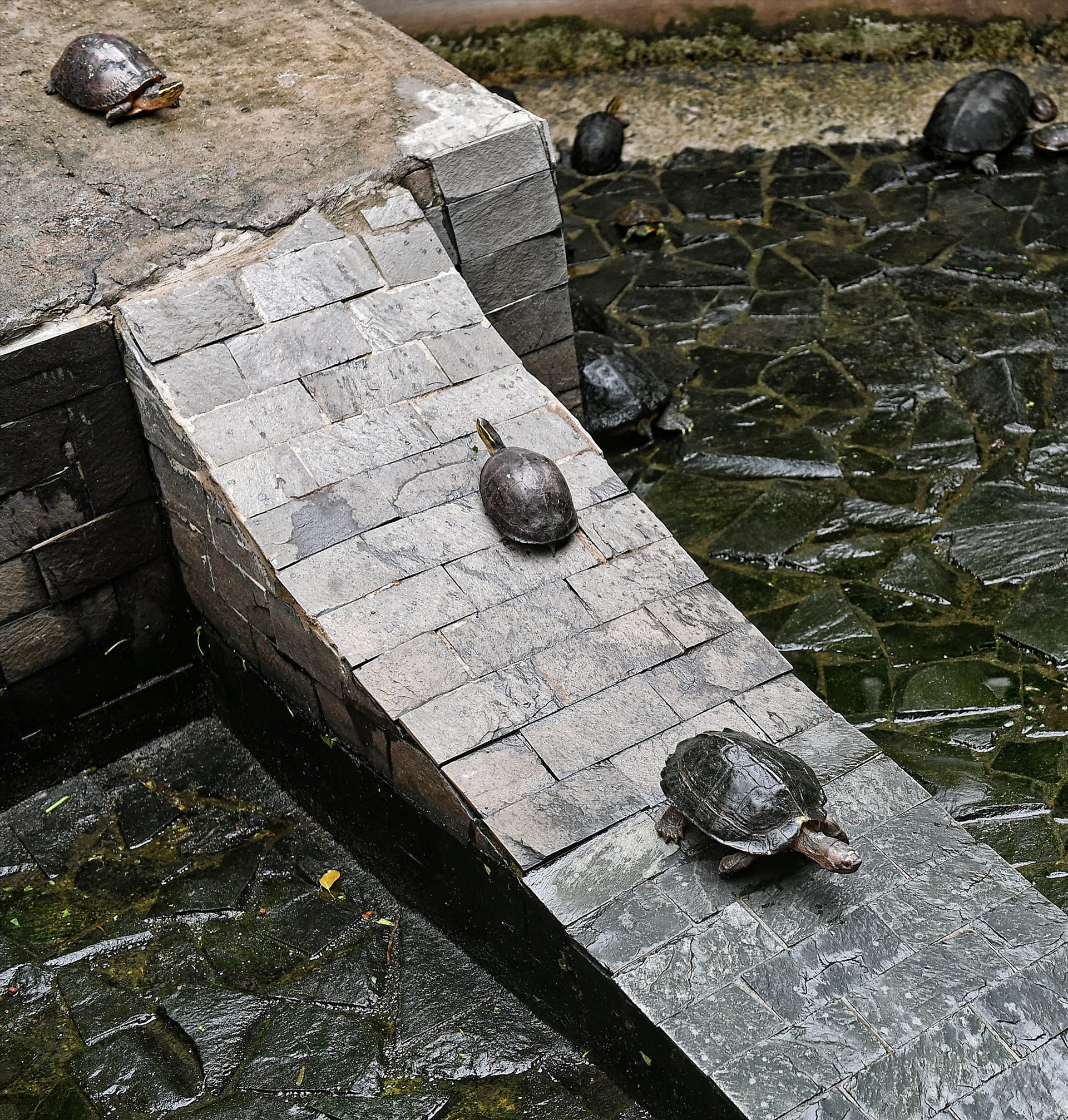 Giữa sân chùa rộng, bên trái là bể cá, bên phải là bể rùa do du khách đến cúng nguyện mang tới thả.