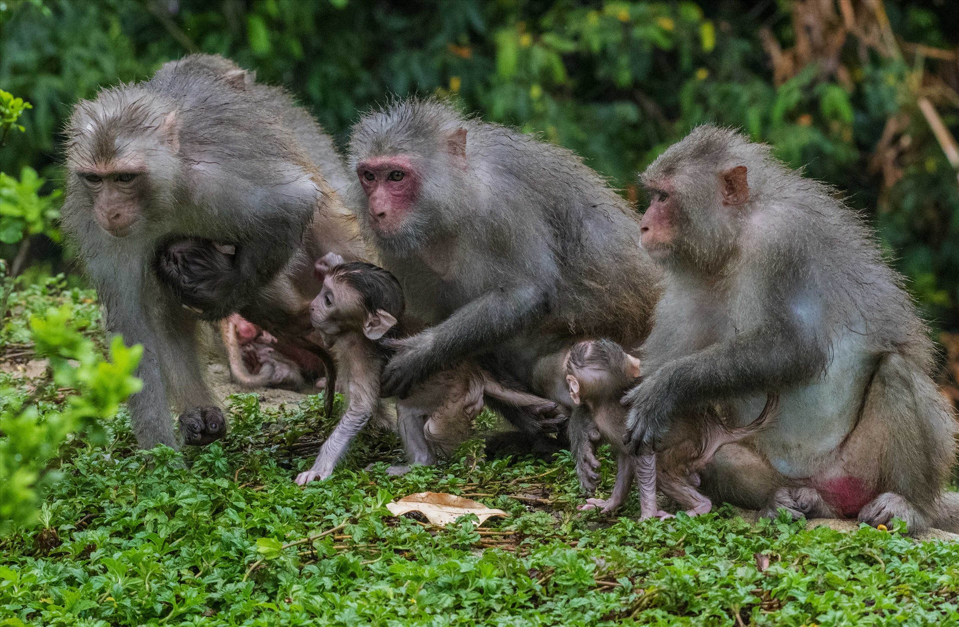 Khỉ là loài sống theo bầy và gia đình khỉ luôn gắn kết với nhau từ đời này qua đời khác. Lúc nghỉ ngơi, đàn khỉ bắt chấy, ôm ấp nhau như một sự thể hiện yêu thương và những chú khỉ con đu mình trên cành cây vừa ăn lá cây chẳng khác nào những đứa trẻ thơ. Ảnh: Nguyễn Công Hưng