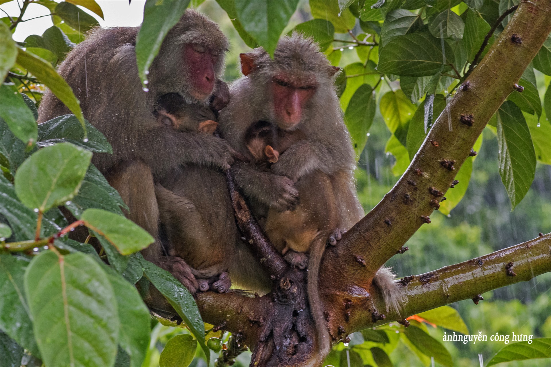 Đảo Khỉ là một địa danh du lịch nổi tiếng ở Việt Nam, để khám phá sự đặc biệt của những con khỉ độc đáo ở đây hãy đến và xem những bức ảnh tuyệt đẹp của họ. Bạn sẽ được thưởng thức những khoảnh khắc tuyệt vời với động vật tiếp xúc gần gũi với con người.