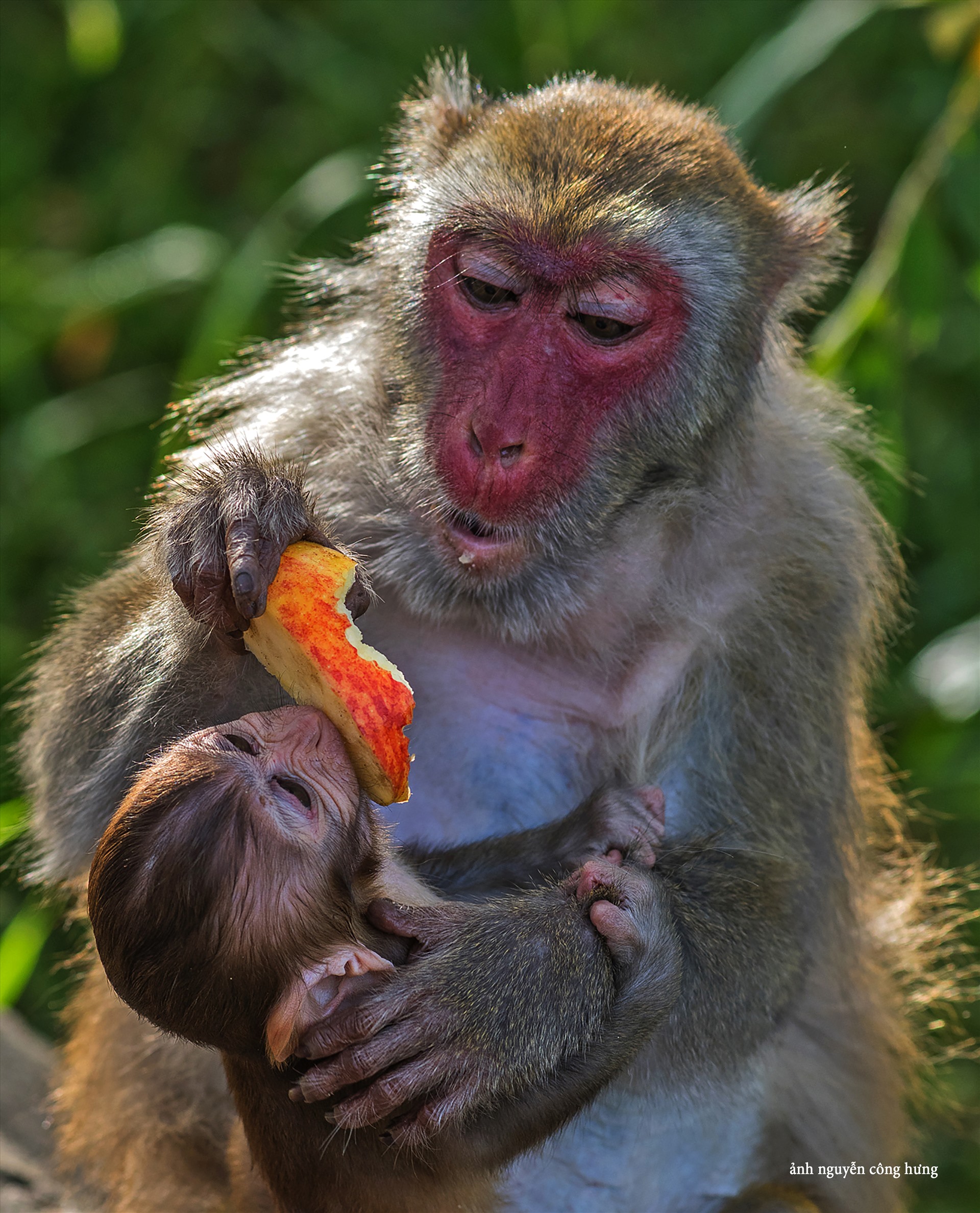 Khỉ là loài sống theo bầy và gia đình khỉ luôn gắn kết với nhau từ đời này qua đời khác. Lúc nghỉ ngơi, đàn khỉ bắt chấy, ôm ấp nhau như một sự thể hiện yêu thương và những chú khỉ con đu mình trên cành cây vừa ăn lá cây chẳng khác nào những đứa trẻ thơ. Ảnh: Nguyễn Công Hưng