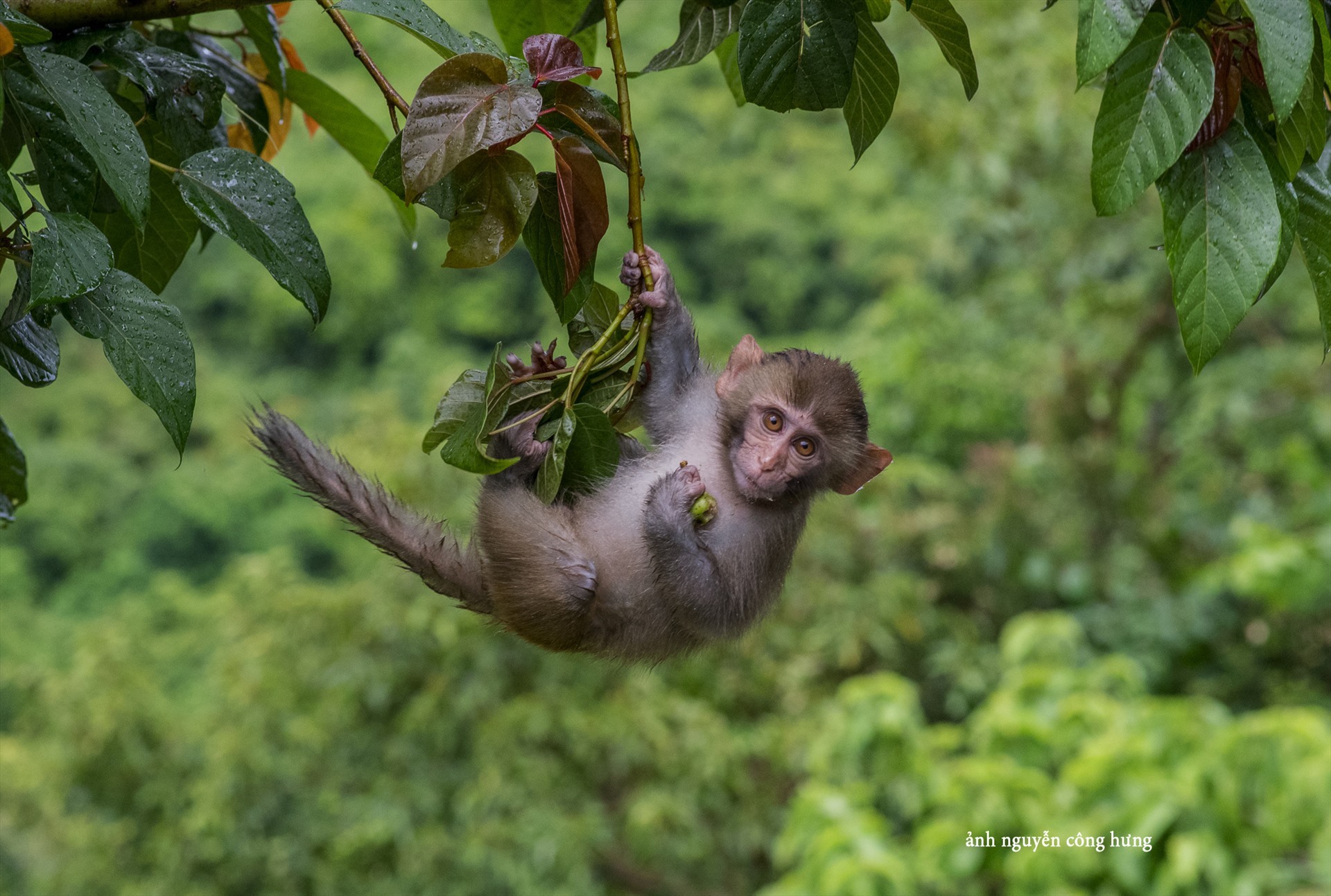 Một thế giới của những khỉ, của thiên nhiên hoang sơ và bình yên. Hãy bắt đầu hành trình khám phá đảo Khỉ bằng những hình ảnh đẹp ngỡ ngàng.