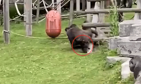 Khỉ đột mẹ mải đánh nhau, đánh rơi cả con xuống đất. Ảnh: UKzoo
