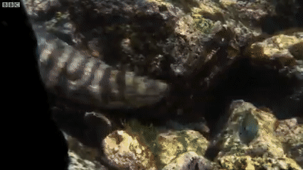 Cá chình Moray chủ yếu được tìm thấy ở vùng nước nông ven biển, nơi có các rặng san hô. Ảnh: BBC