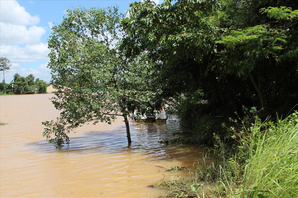 Đoạn sông Đồng Nai qua hiện trường bị sạt lở nghiêm trọng, cây cối của người dân bị kéo xuống sông. Ảnh: Đình Trọng