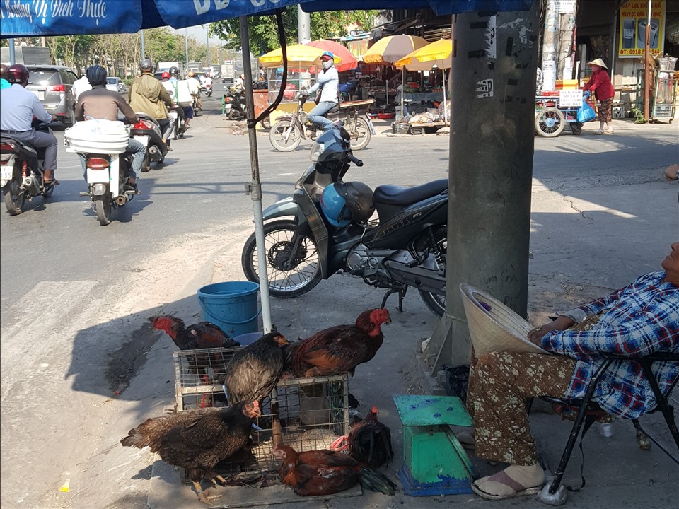 Góc ngã tư Trần Văn Giàu – Võ Văn Vân (phường Tân Tạo, quận Bình Tân) cũng tồn tại một số điểm kinh doanh gia cầm sống tự phát. Ảnh: An Nguyên