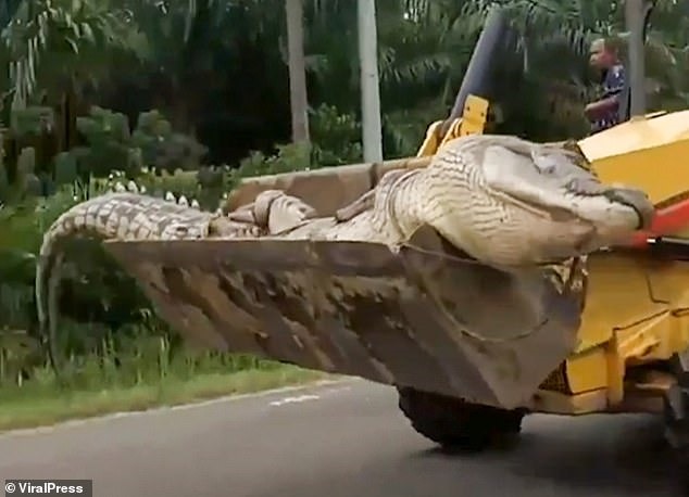 Con cá sấu khổng lồ nặng tới 500kg và dài 4,2 m. Ảnh: Daily Mail