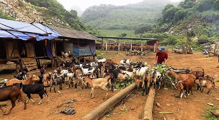 Ông chủ trang trại Tung Khẳng Nguyễn Mạnh Hùng chăm sóc đàn gia súc. Ảnh: Minh Thư