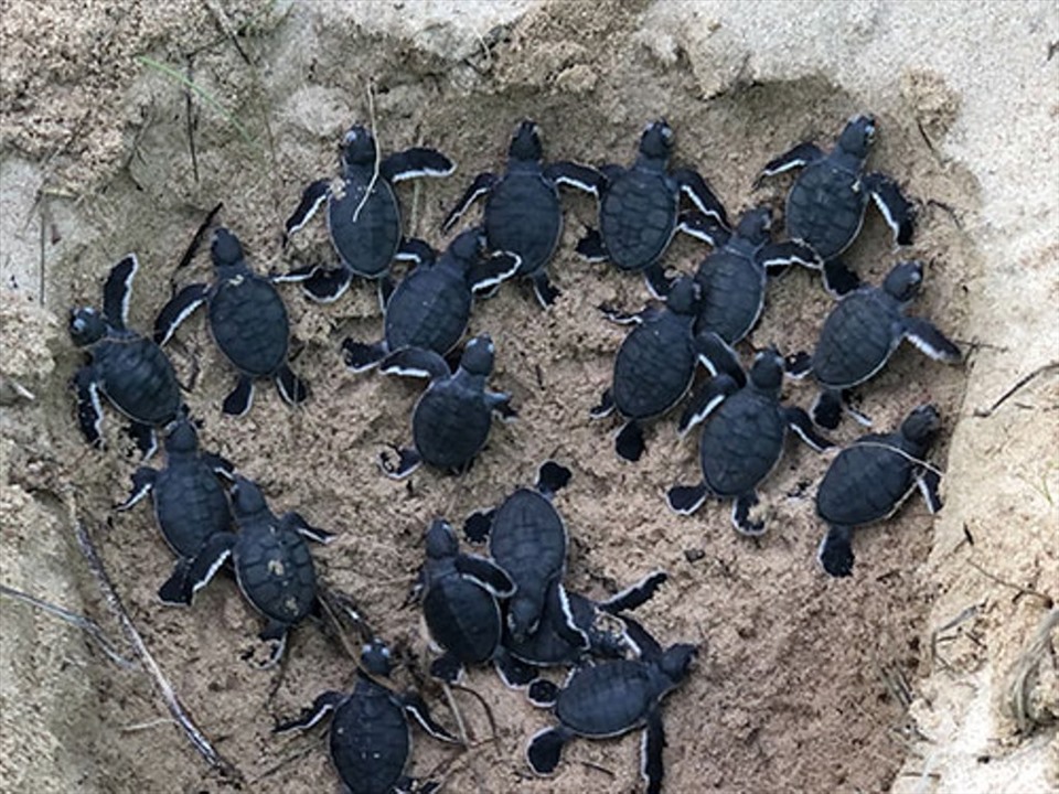 Ngày 17.8, Trạm Bảo vệ nguồn lợi thủy sản huyện đảo Phú Quý đã thả 45 cá thể rùa xanh thủy sinh về môi trường tự nhiên. Ảnh: Minh Lộc
