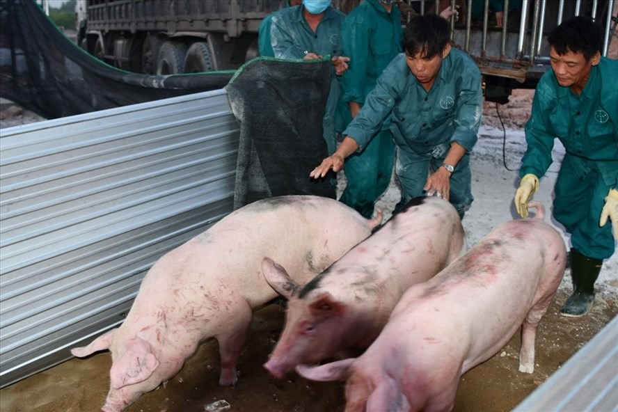Theo nguồn tin từ các thương nhân, ngày 17.8, giá lợn giảm mạnh nhất tại Phú Thọ, Yên Bái, Lào Cai (giảm 4.000 đồng/kg) đưa giá lợn hơi tại các tỉnh này về mức 80.000-82.000 đồng/kg.  Ảnh: Văn Giang