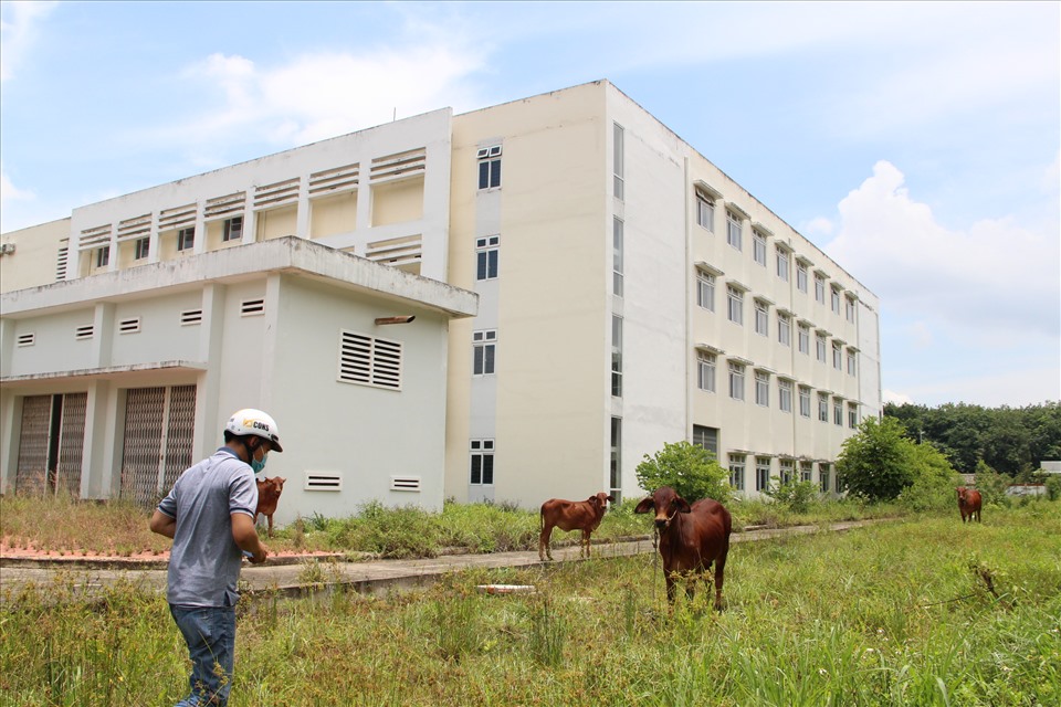 Bệnh viện đầu tư hàng trăm tỷ đồng bỏ không trở thành nơi chăn thả gia súc. Ảnh: Đình Trọng