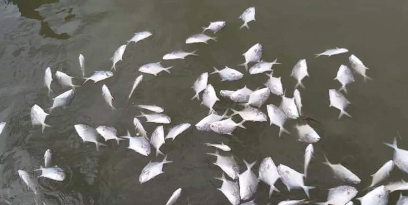 Cá chim chết nổi bụng trên sông Chà Và chưa rõ nguyên nhân. Ảnh: Nguyên Dũng