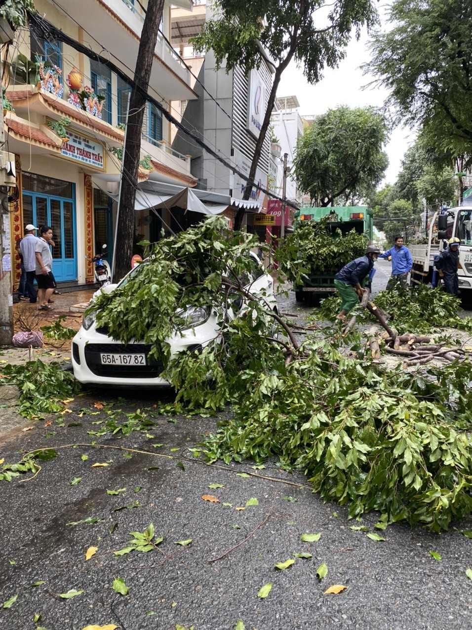 Bão số 2 gây gió lớn làm cây đổ gây hòng xe ôtô tại Cần Thơ. Ảnh: CTV