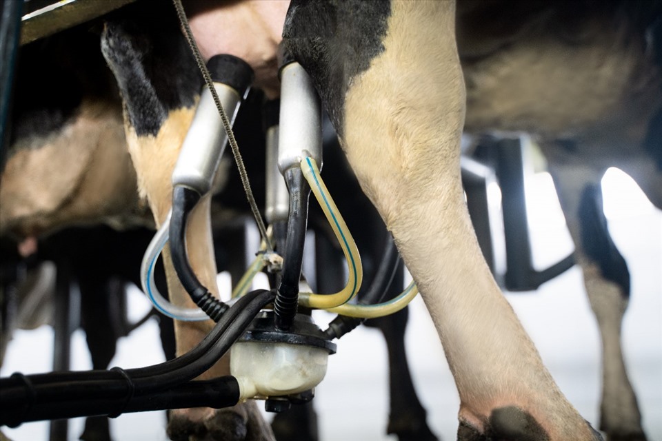 NutiFood: Trang trại bò sữa NutiMilk có chất lượng sữa tươi vượt trội