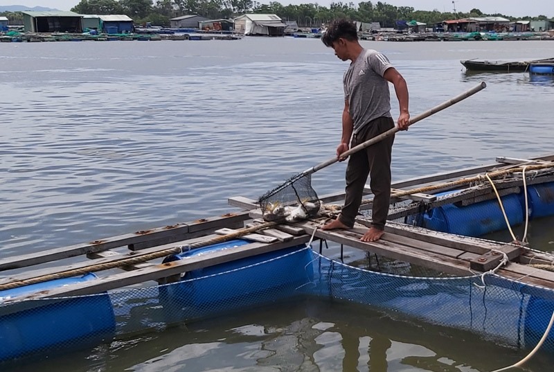 Cơ quan chức năng khuyến cáo người nuôi cá trên sông Chà Và nên vệ sinh lồng bè thường xuyên và nuôi ở mật độ thấp để tránh bị thiệt hại. Ảnh: Nguyên Dũng