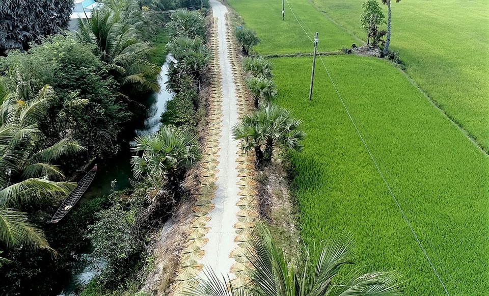 Từ nhiều thế kỷ qua, nghề đan cỏ bàng của người Khmer ở xã Phú Mỹ, huyện Giang Thành, tỉnh Kiên Giang đã rộn ràng khắp xóm. Khắp các con đường hay bãi đất trống, người dân tận dụng để phơi cỏ bàng trông rất đẹp mắt.