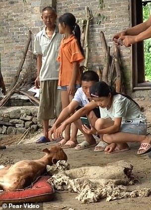Dân làng đổ xô đến nhà bà Trương để được thấy tận mắt con bê kì dị. Ảnh: Pearvideo