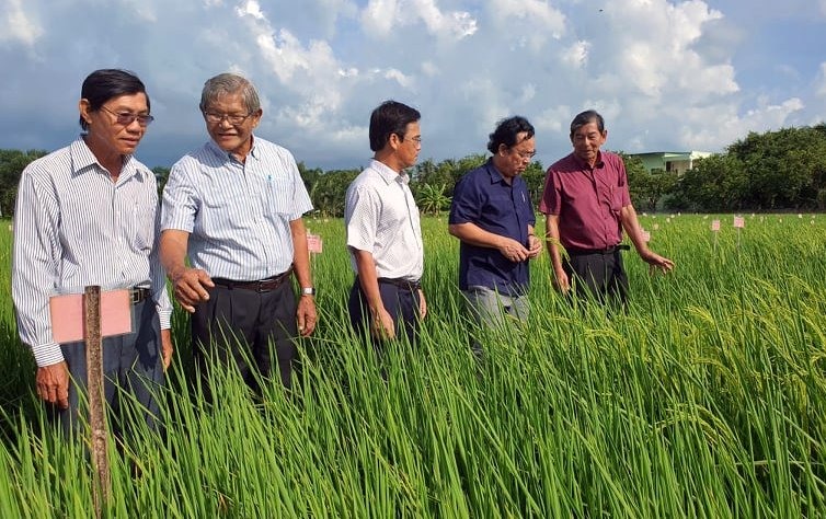 Chủ tịch UBND tỉnh Bạc Liêu Dương Thành Trung cùng thăm cánh đồng lúa ST25 của KS Hồ Quang Cua chiều 23.8 (ảnh Nhật Hồ(
