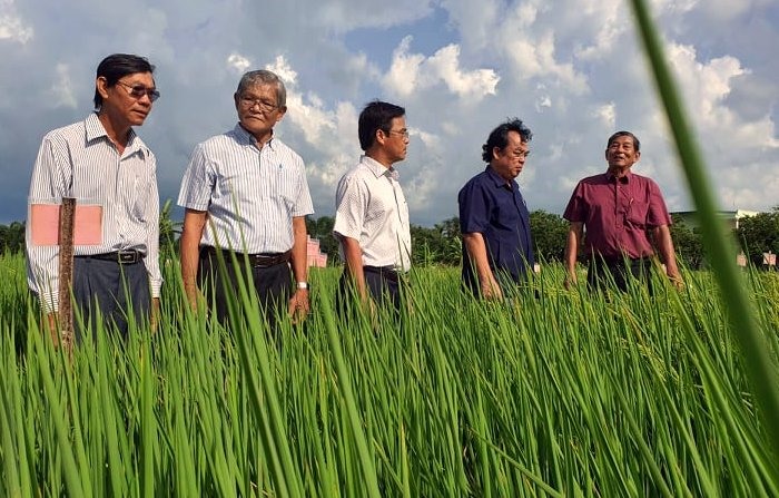 Chủ tịch UBND tỉnh Bạc Liêu Dương Thành Trung thăm cánh đồng lúa ST25 (ảnh Nhật Hồ)