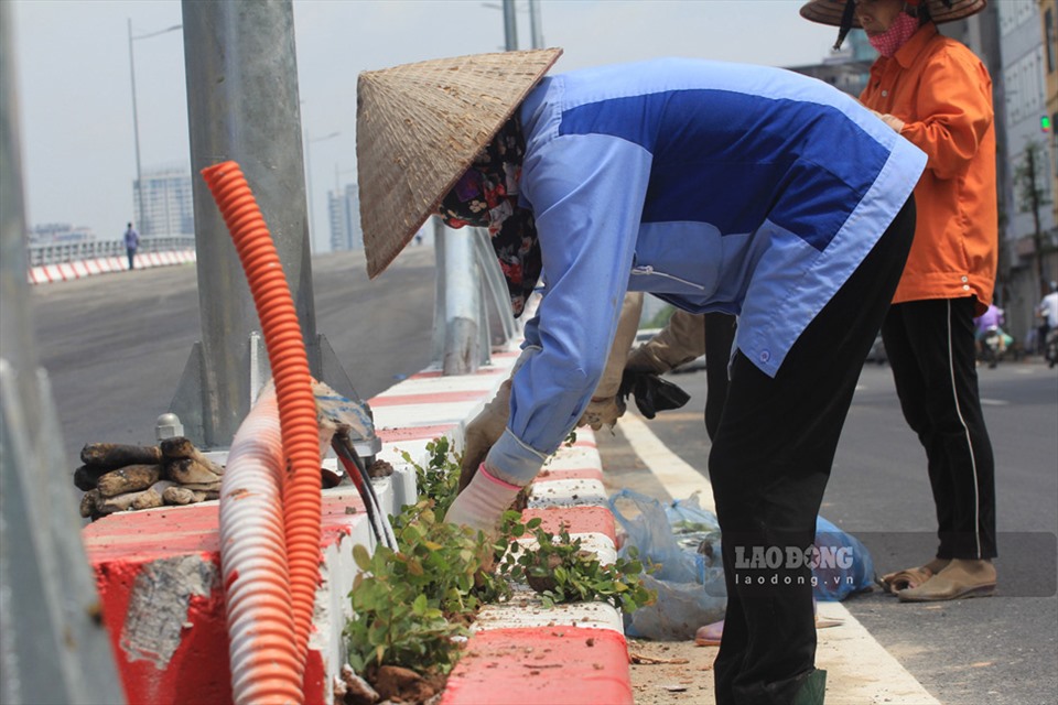 Các công nhân đang trang trí hoa, cây xanh hai bên cầu vượt nút giao đường Hoàng Quốc Việt - đường Nguyễn Văn Huyên.
