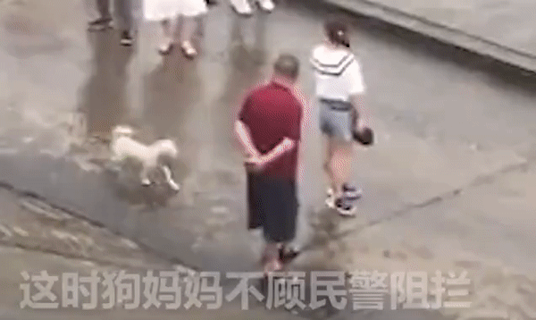 Hình ảnh chó mẹ bất chấp hiểm nguy do mưa lũ ở Trung Quốc gây ra, lao xuống sông cứu con. Ảnh: Daily Mail