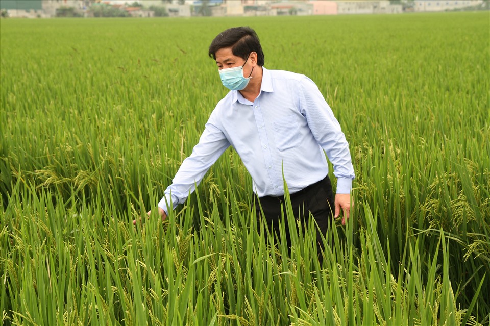 Thứ trưởng Lê Quốc Doanh thăm mô hình trồng lúa công nghệ cao. Ảnh: Văn Giang