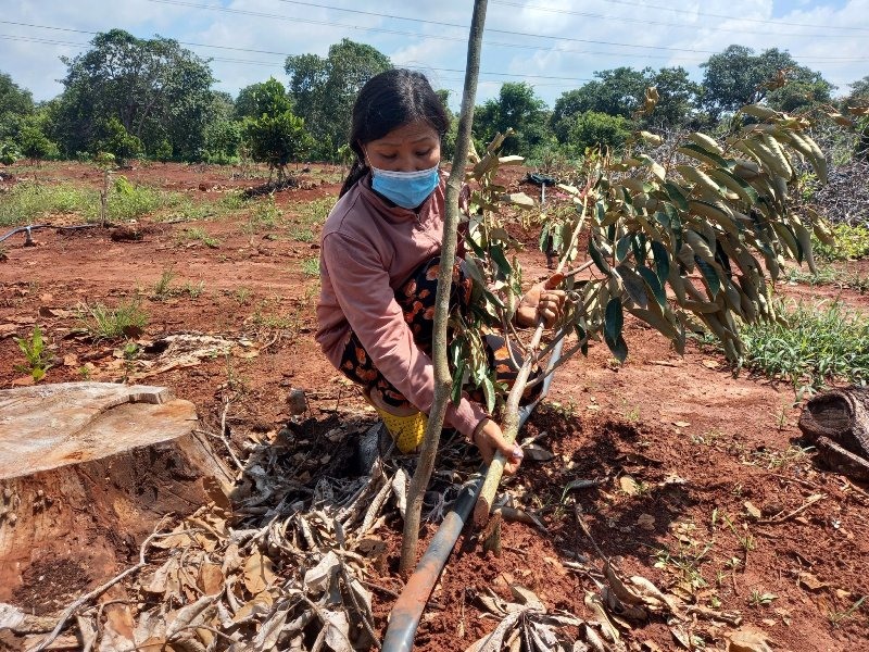 Công an đang vào cuộc điều tra vụ kẻ ác chặt cụt hơn 400 cây ăn trái của gia đình ông Nguyễn Minh Sơn. Ảnh: Nguyên Dũng