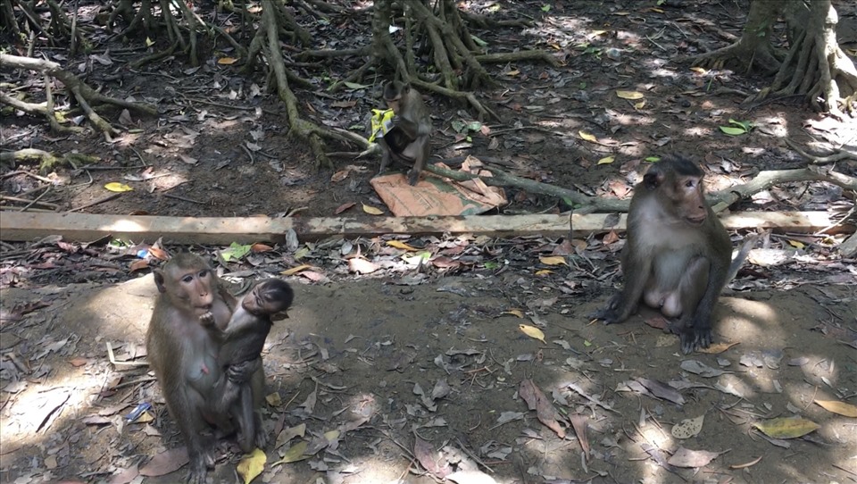 Khỉ mẹ bồng khỉ con ngồi ngay hai bên đường đi ở Đảo Khỉ. Ảnh: Khánh Linh.