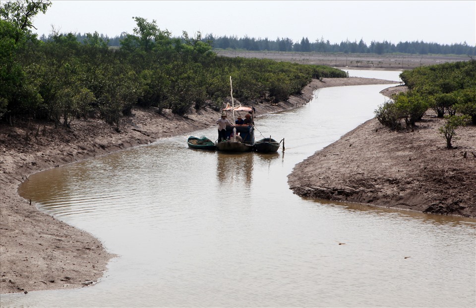 Việc phục hồi thành công hệ thống rừng ngập mặn đã tạo ra nhiều luồng lạch nhỏ tạo điều kiện cho người dân đánh bắt thủy sản khi nước triều dâng. Ảnh: Trịnh Thông Thiện
