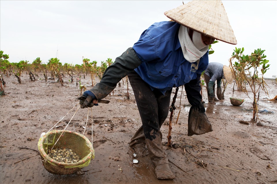 Tìm kiếm nguồn lợi thủy sản dưới những tán rừng mới hồi sinh. Ảnh: Trịnh Thông Thiện