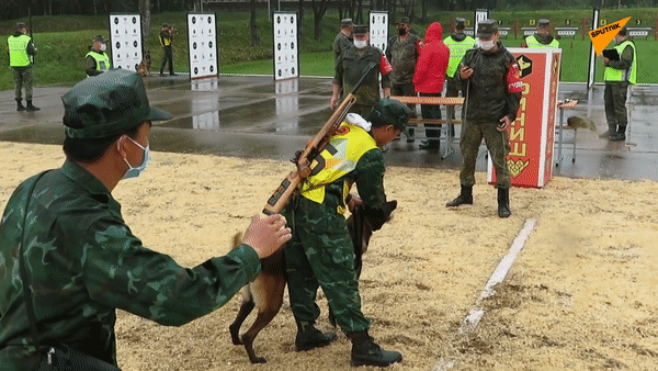 Chó nghiệp vụ của đội Việt Nam xuất phát trong cuộc thi “Người bạn trung thành” tại Army Games 2020. Ảnh: Sputnik