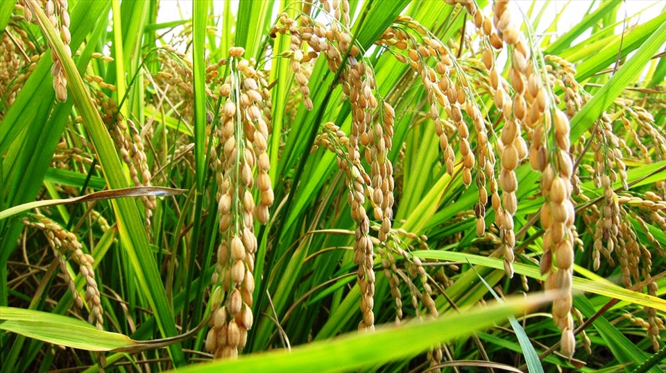 Giá gạo giảm nhẹ, nhưng giá lúa thu  mua tại ruộng vẫn ổn định. Ảnh: Hưng Cúc