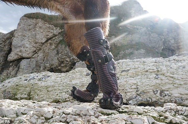 Chó nghiệp vụ Kuno được lắp chân giả và thiết bị hỗ trợ chân sau. Ảnh: Daily Mail.