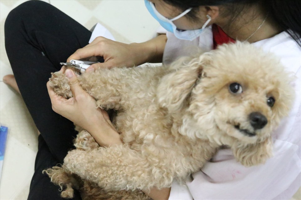 Phòng khám duy trì hoạt động từ năm 2012 với mục đích chủ yếu là cứu hộ, chữa bệnh, châm cứu cho thú cưng kém may mắn.