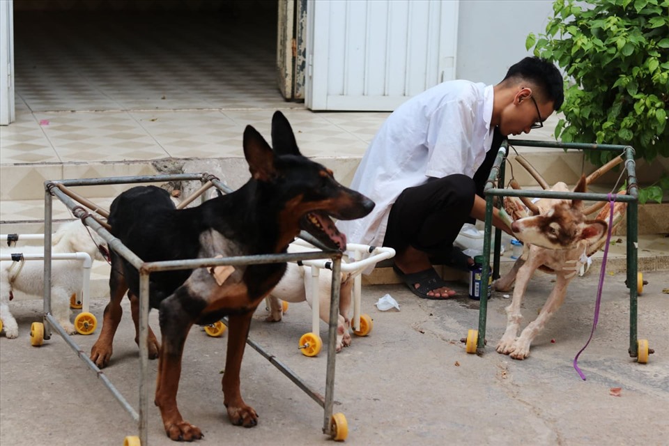 Nhiều vật nuôi dù bị liệt nặng nhưng khi được phòng khám của Vân chữa trị một thời gian đã nhanh chóng lành bệnh. Ảnh: Lan Nhi